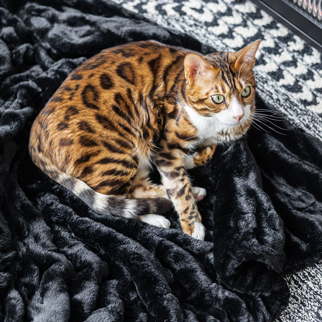 Midnight Black Double-sided Minky Blanket